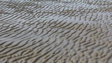 Zandribbels bij laagwater