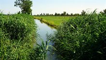 Dutch landscape with a ditch, meadow, and forest